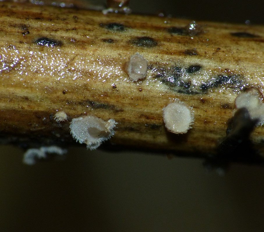 Urte-Læderskål (Merismodes bresadolae)