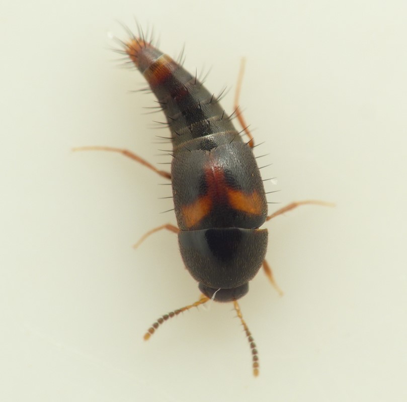 Sepedophilus bipunctatus (Sepedophilus bipunctatus)
