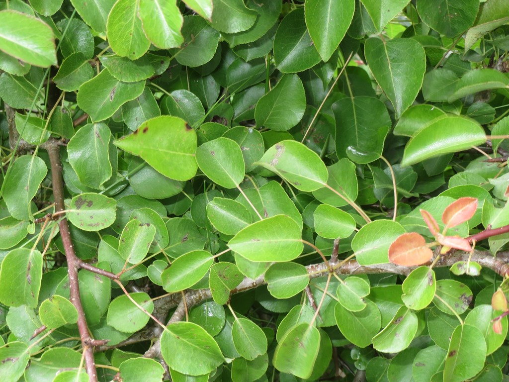 Pære (Pyrus communis)