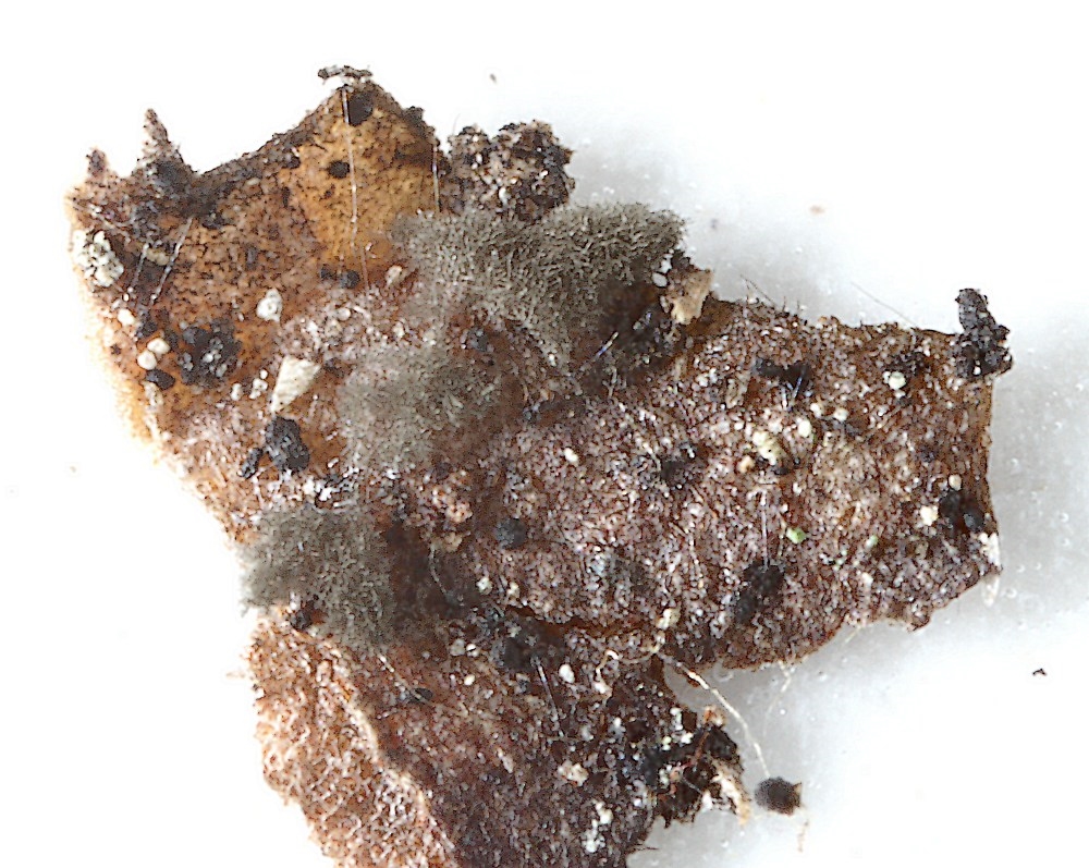 Hormiactella asetosa (Hormiactella asetosa)