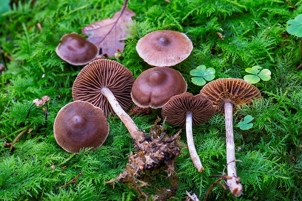 Cortinarius casimiri (Cortinarius casimiri)