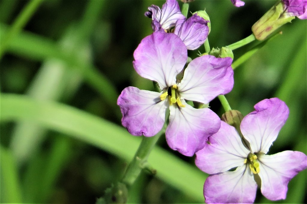 Radise/Ræddike (Raphanus sativus)