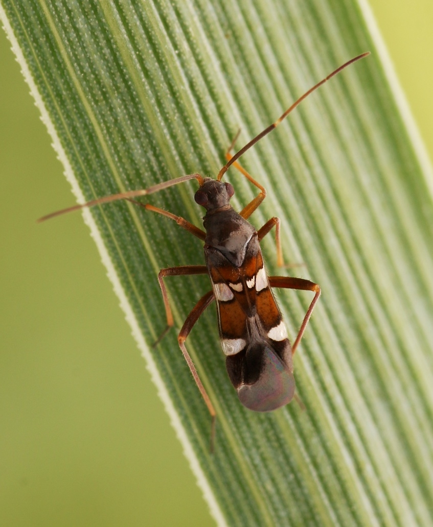 Myreblomstertæge (Systellonotus triguttatus)
