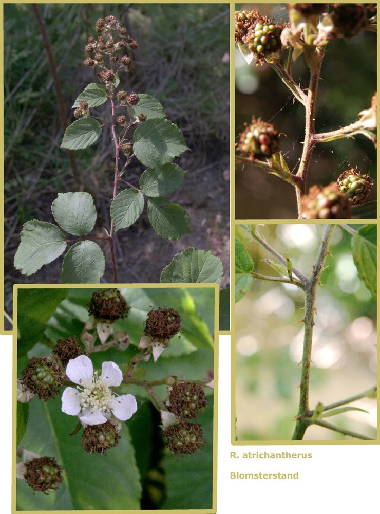 Glathannet Brombær (Rubus atrichantherus)
