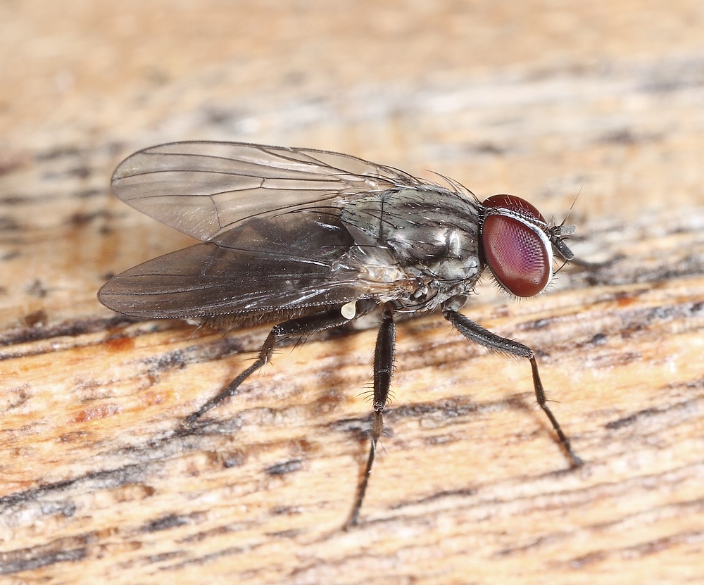 Fannia aequilineata (Fannia aequilineata)