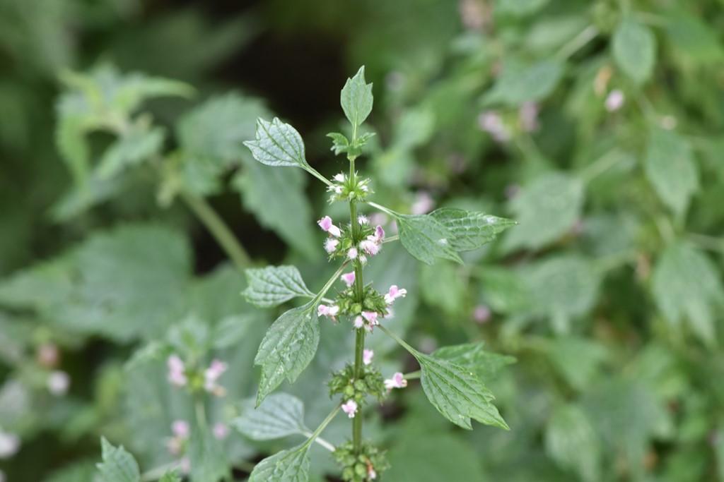 Håret Hjertespand (Leonurus cardiaca ssp. villosus)