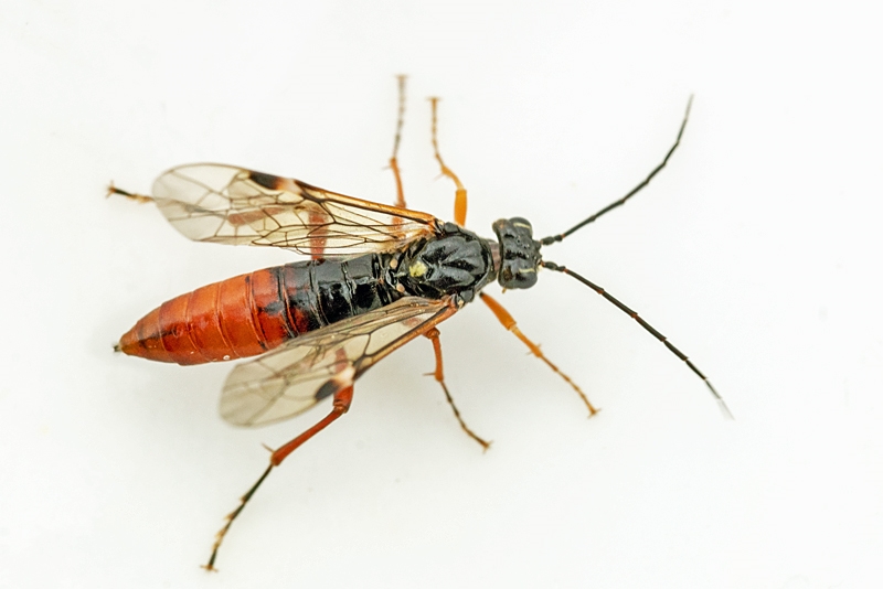 Tenthredopsis litterata (Tenthredopsis litterata)