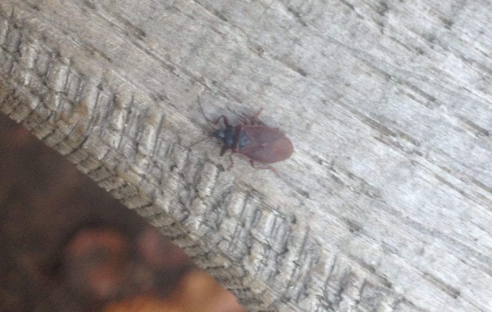 Gastrodes sp. (Gastrodes sp.)