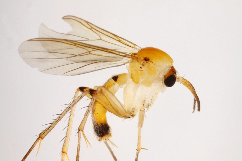 Leia crucigera (Leia crucigera)