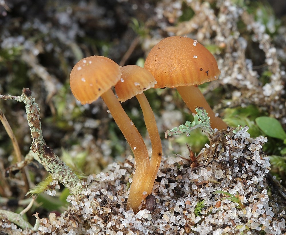 Galerina perplexa (Galerina perplexa)