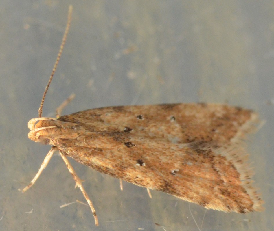 Brachmia blandella (Brachmia blandella)