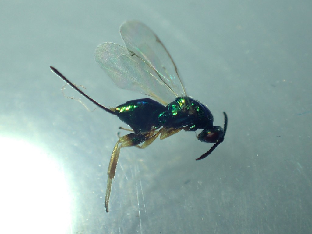 Torymus tipulariarum (Torymus tipulariarum)