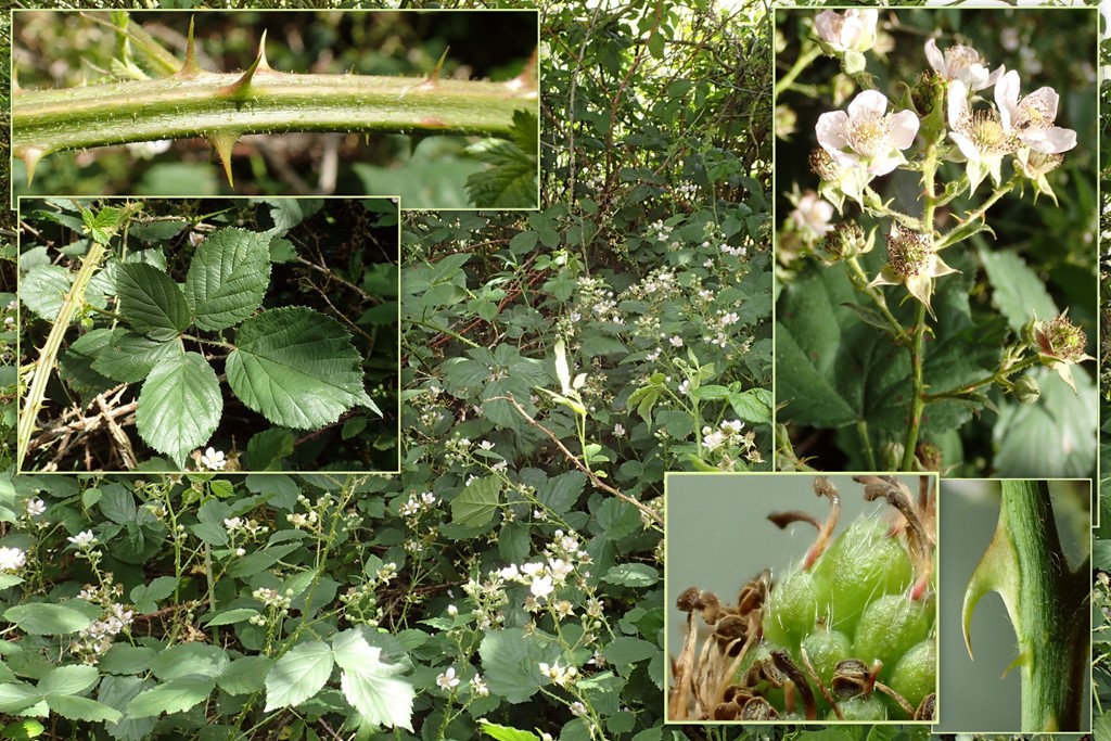 Klotornet Brombær (Rubus infestus)