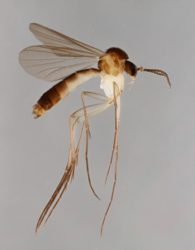 Anatella unguigera (Anatella unguigera)