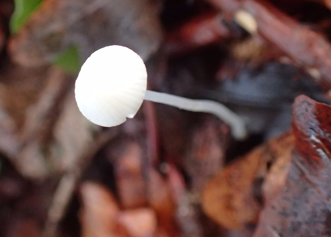 Mycena olida (Mycena olida) Naturbasen