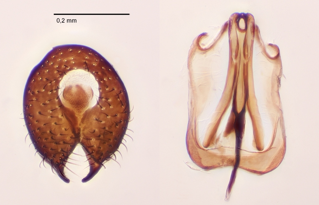 Lasiosina intermedia (Lasiosina intermedia)