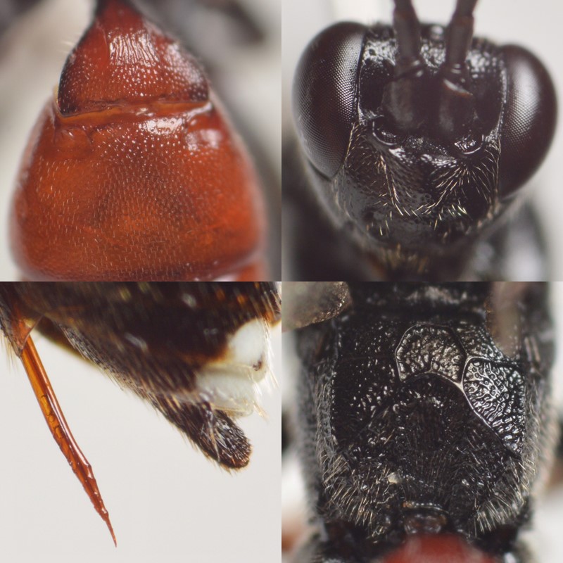 Virgichneumon tergenus (Virgichneumon tergenus)