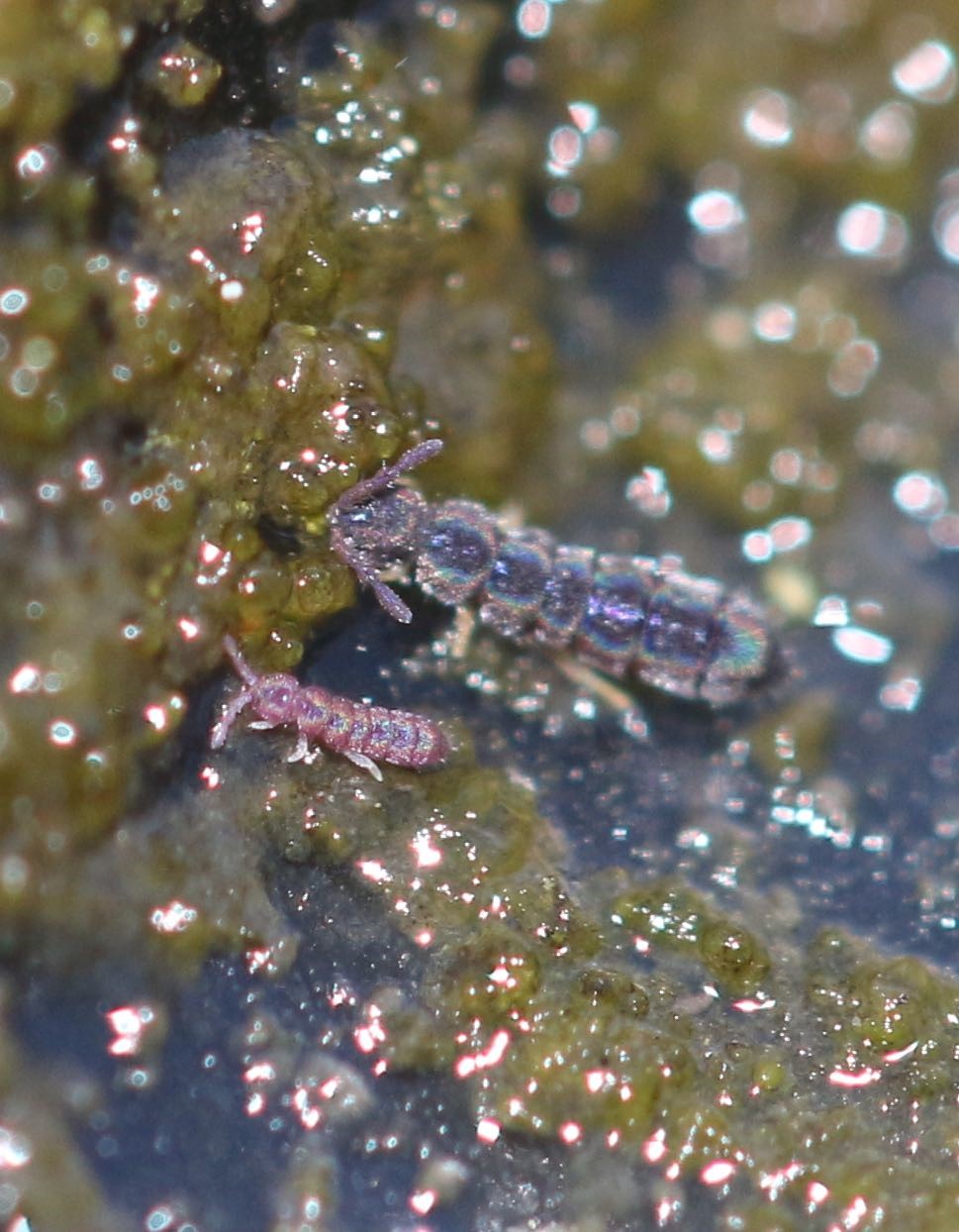 Vertagopus arboreus (Vertagopus arboreus)