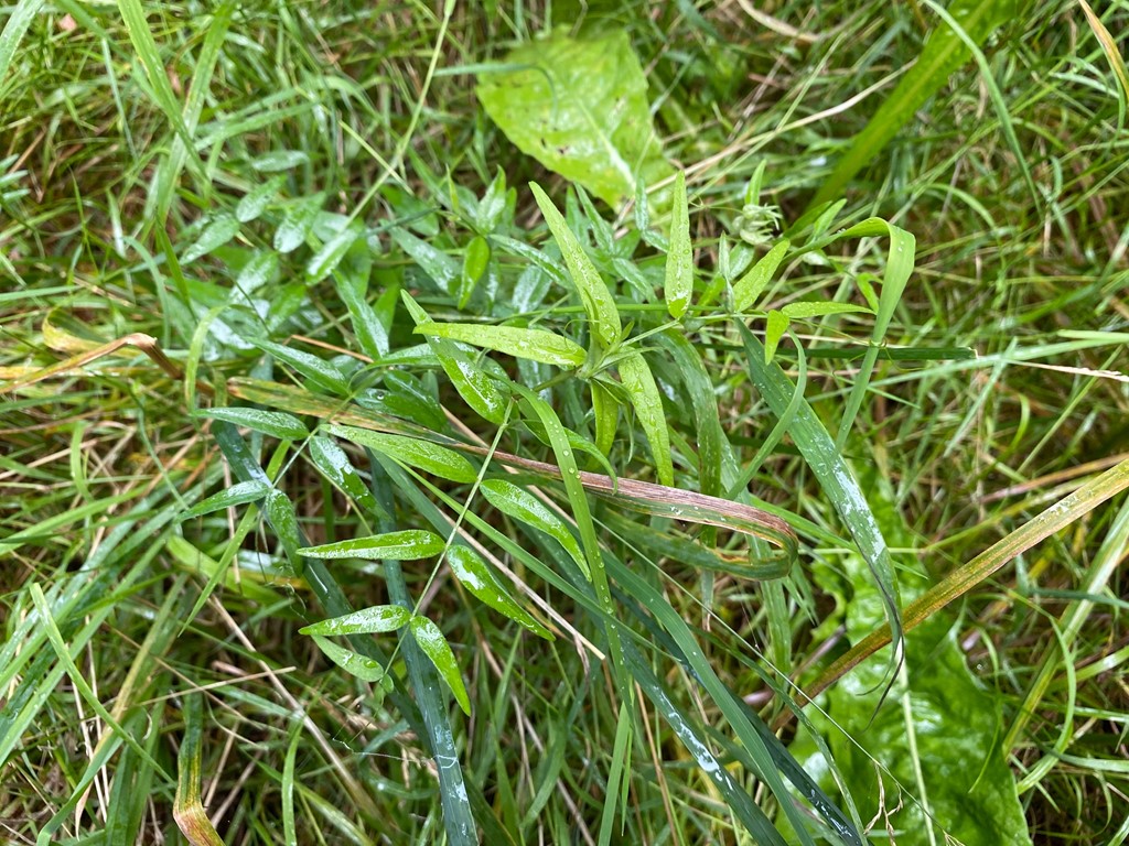 Sildig Gærde-Vikke (Vicia sepium ssp. montana)