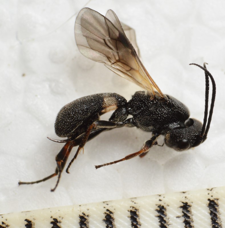 Chelonus scabrator (Chelonus scabrator)