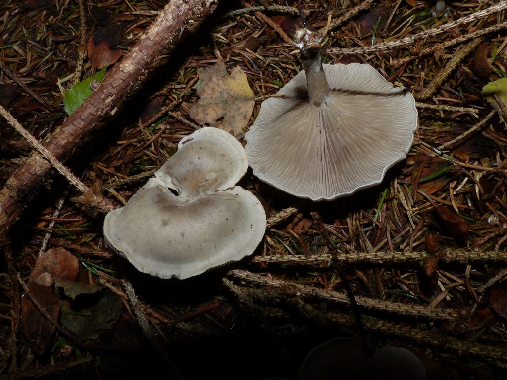 Mel-Tragthat (Clitocybe ditopus)