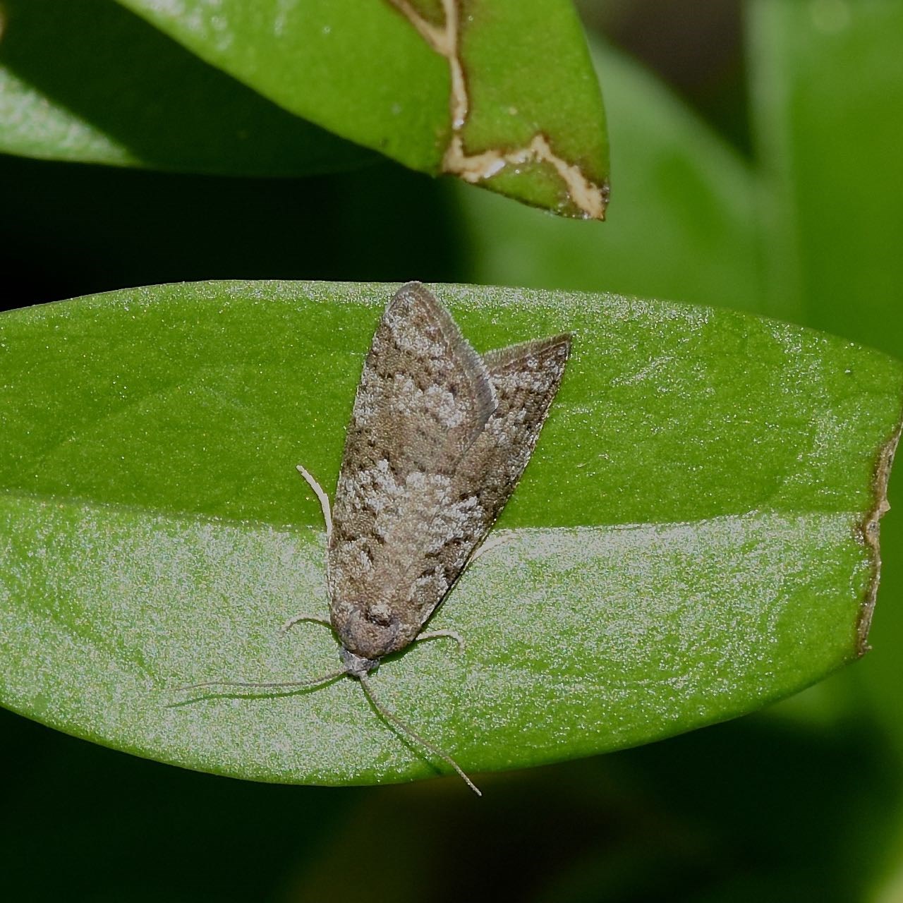 Cnephasia sp. (Cnephasia sp.)