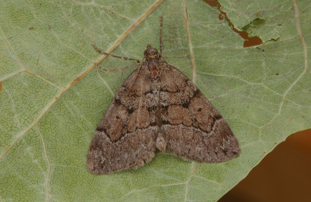 Gråbrun Bladmåler (Thera cognata)