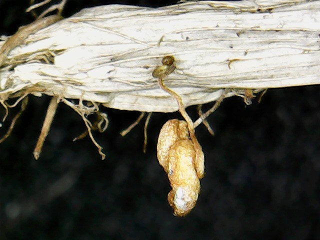 Krognematod (Ditylenchus radicicola)