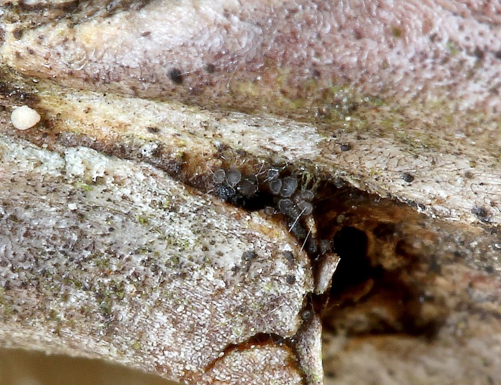 Venturiocistella pini (Venturiocistella pini)