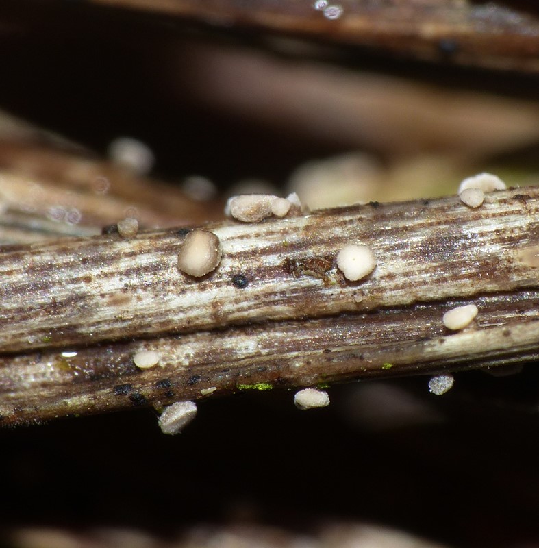 Pseudohelotium pineti (Pseudohelotium pineti)