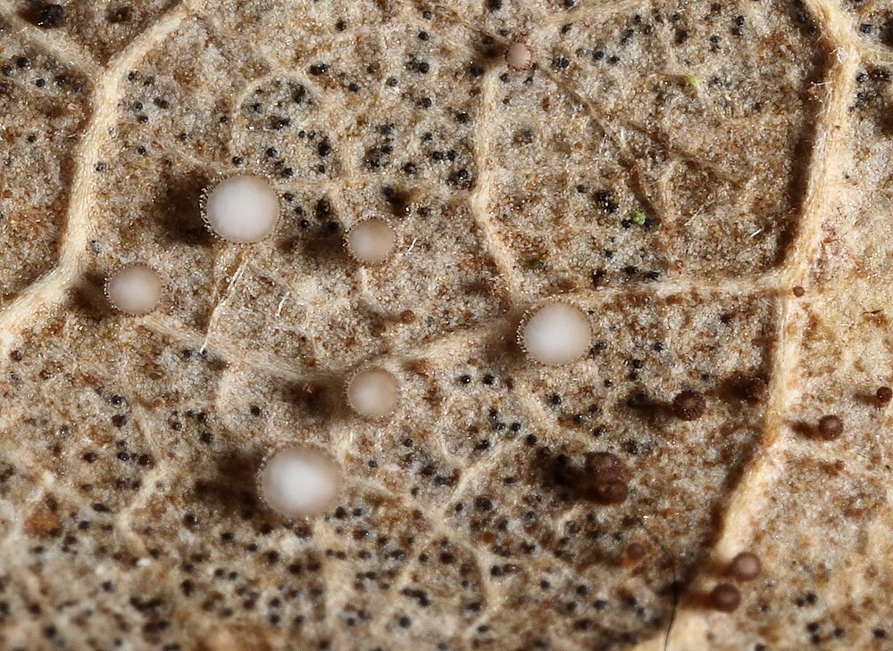 Læderbrun Frynseskive (Brunnipila brunneola)