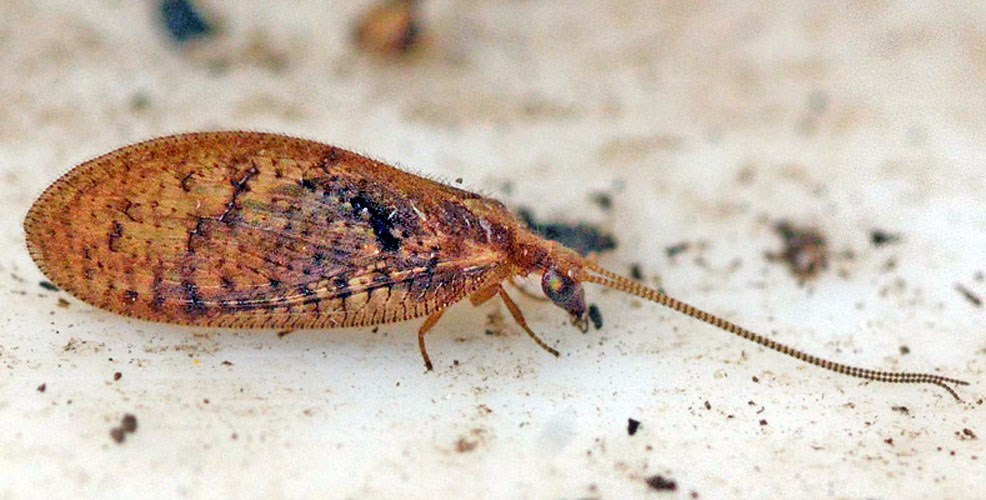 Hemerobius pini (Hemerobius pini)