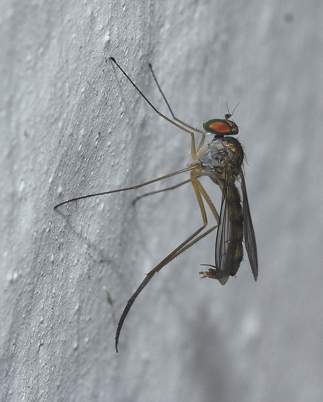 Sciapus wiedemanni (Sciapus wiedemanni)