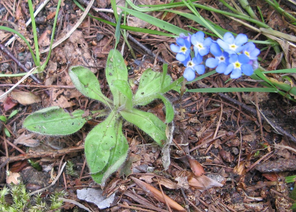 Myosotis arvensis ssp. umbrata (Myosotis arvensis ssp. umbrata)