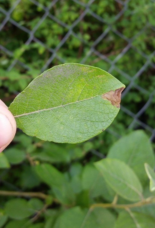 Stumpbenet Pileminérbladhveps (Heterarthrus microcephalus)