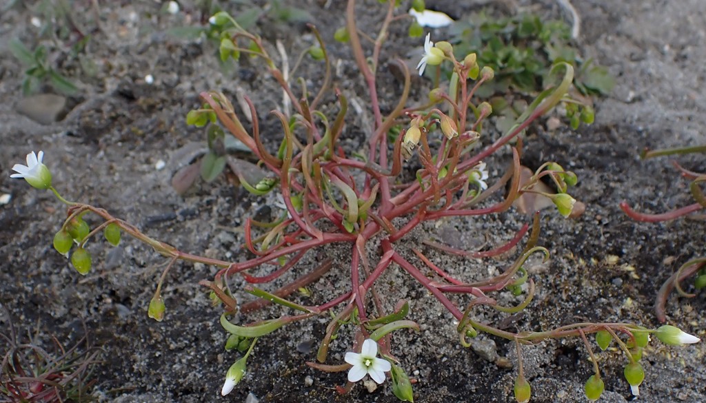 Smalbladet Vårportulak (Montia linearis)