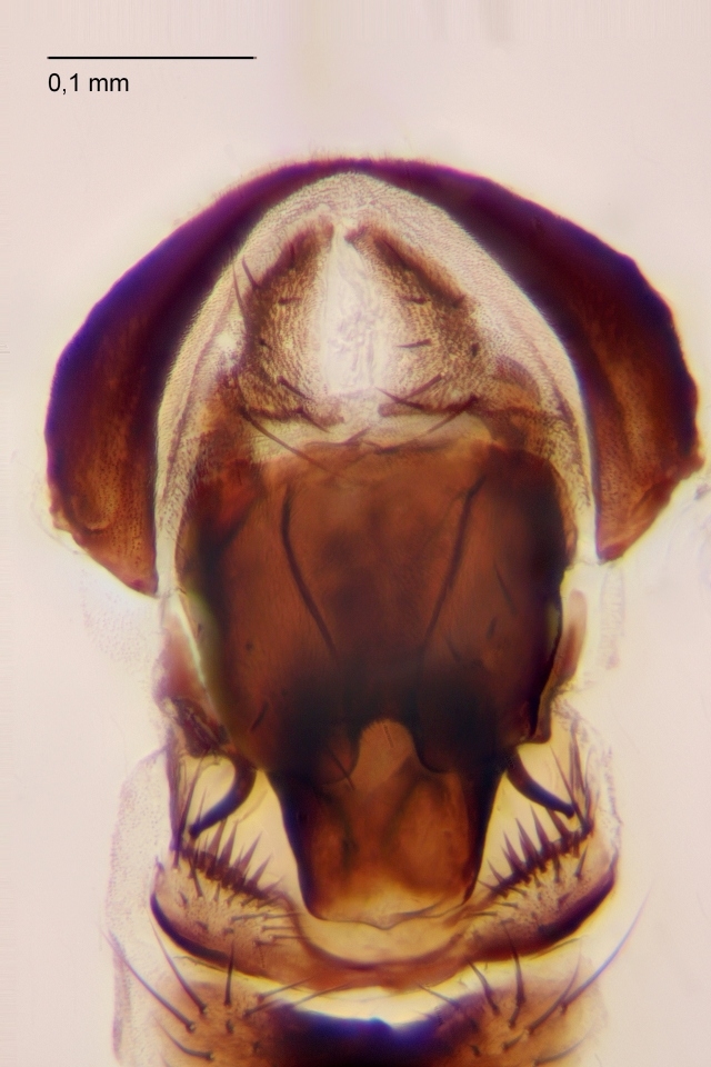 Hydrellia porphyrops (Hydrellia porphyrops)