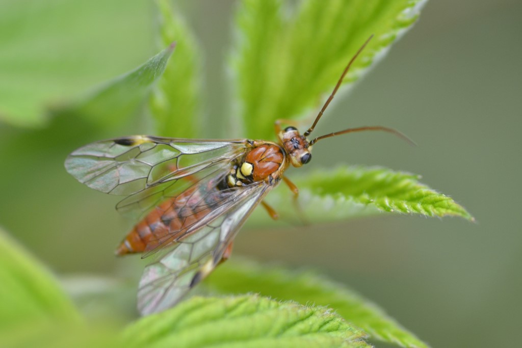 Tenthredopsis nassata (Tenthredopsis nassata)