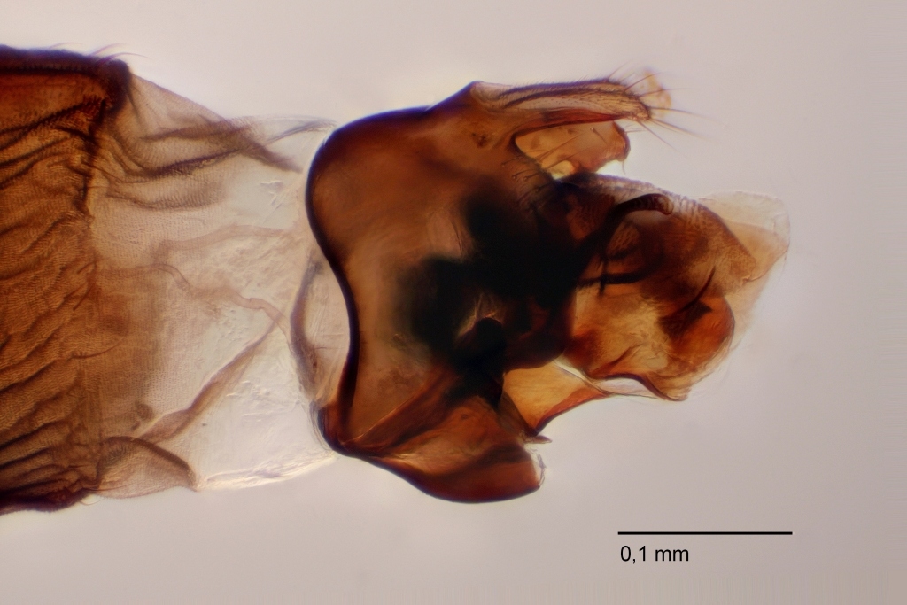 Gymnophora healeyae (Gymnophora healeyae)