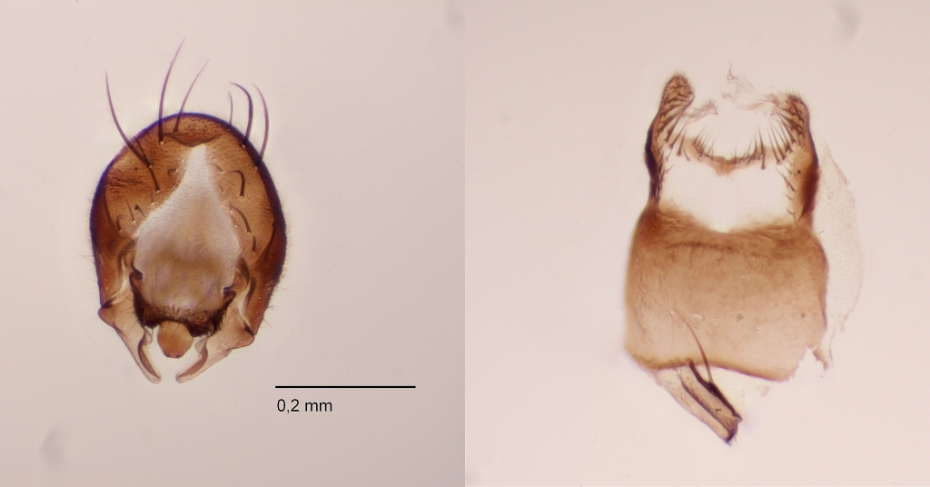 Egle lyneborgi (Egle lyneborgi)