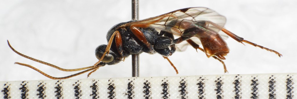 Tryphon thomsoni (Tryphon thomsoni)