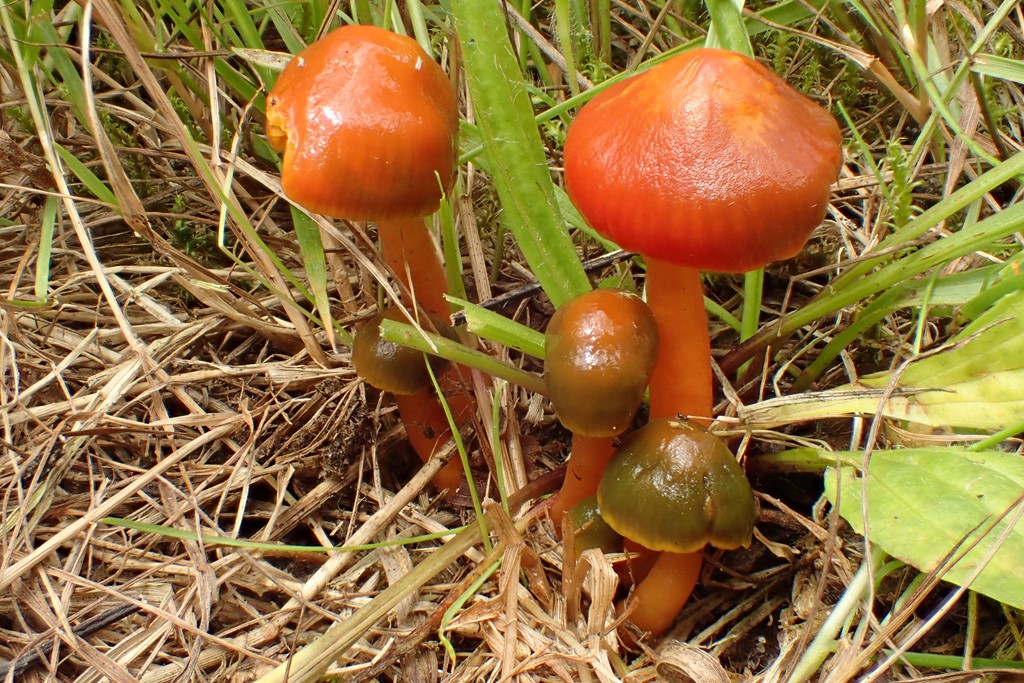 Teglrød vokshat (Gliophorus perplexus)