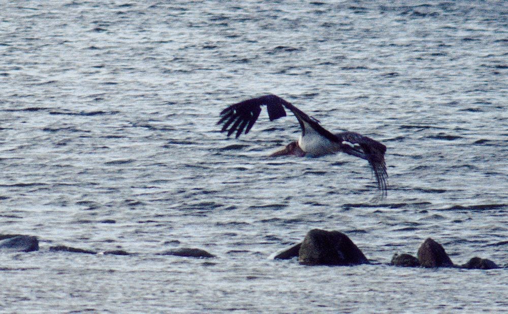 Marabou Stork (Leptoptilos crumenifer)