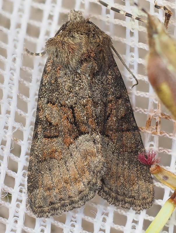 Sølle Tyv (Oligia latruncula)