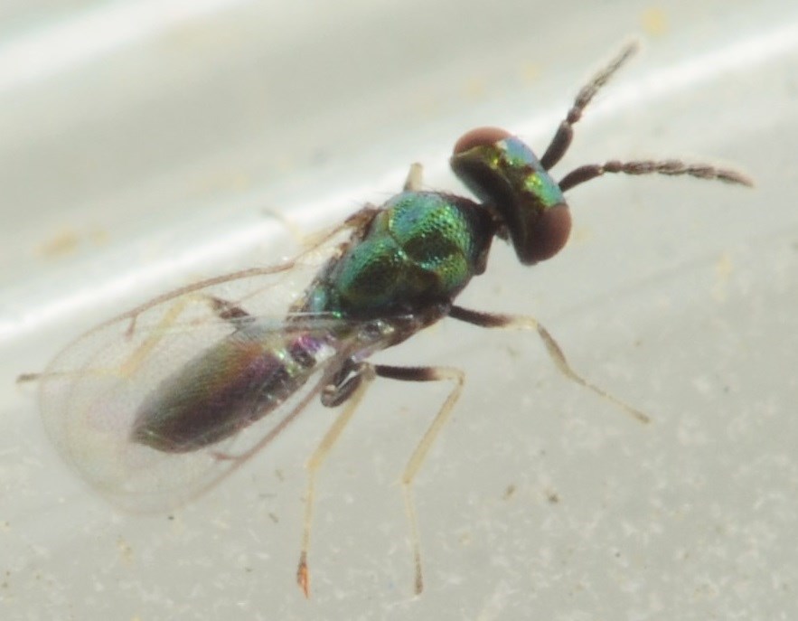 Chrysocharis pubicornis (Chrysocharis pubicornis)