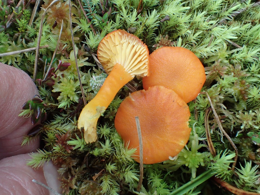 Kær-Vokshat (Hygrocybe substrangulata)