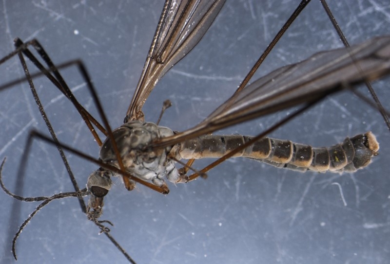 Tipula coerulescens (Tipula coerulescens)
