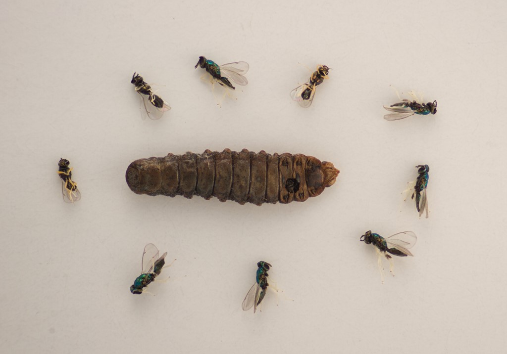 Chrysocharis nitetis (Chrysocharis nitetis)