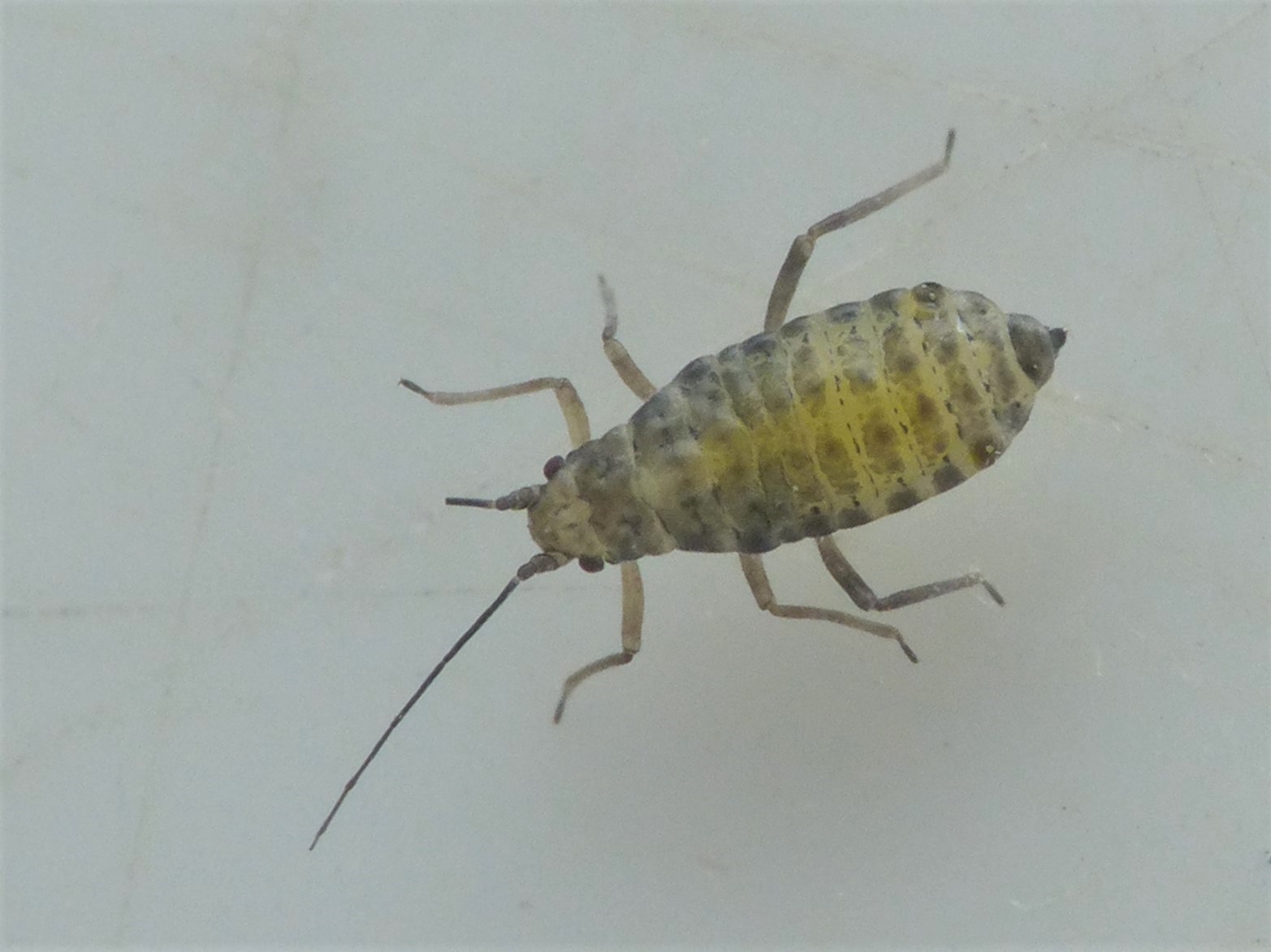 Thripsaphis caricis (Thripsaphis caricis)