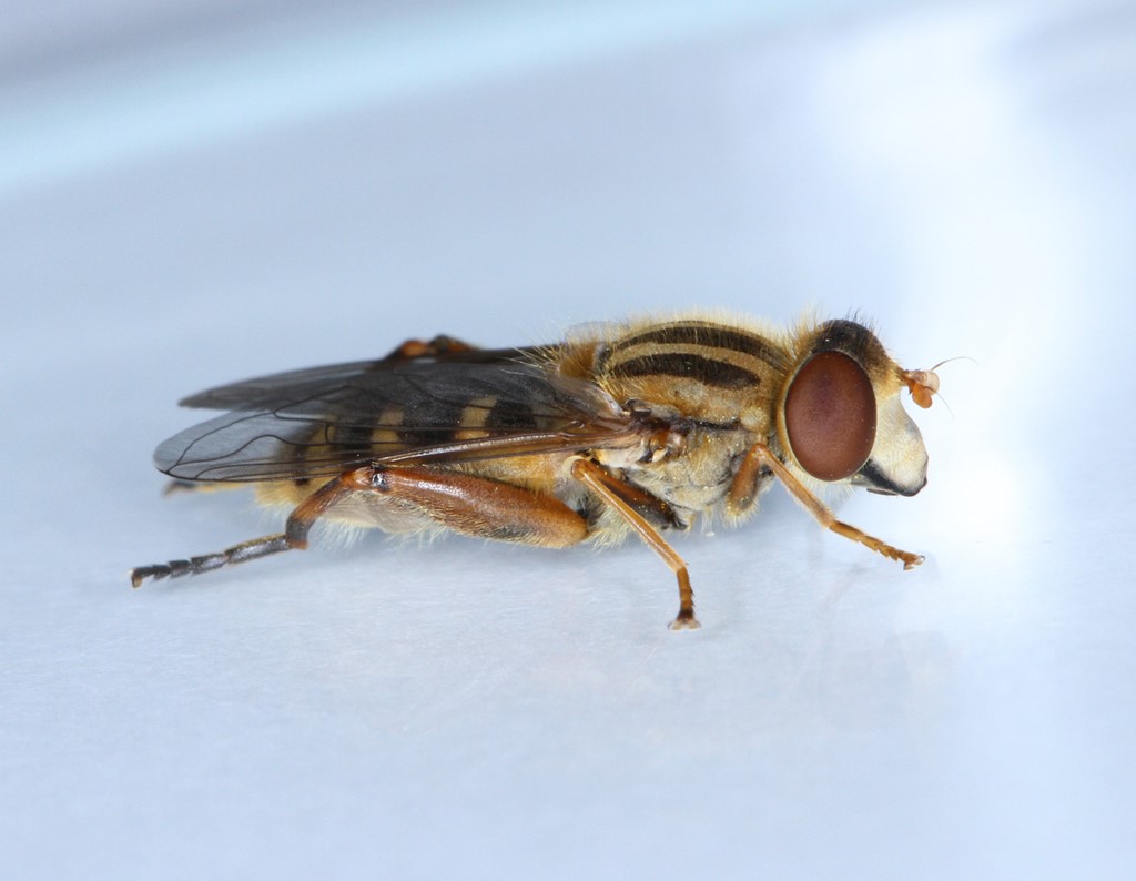 Sen Damsvirreflue (Anasimyia lunulata)
